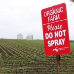 Organic-Farmers-See-Green-both-in-Sustainability-and-Profits