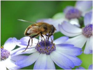 Purple-Flower-With-Bee-Pollinating.